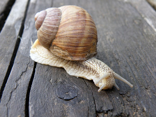 Adult slow snail crawling