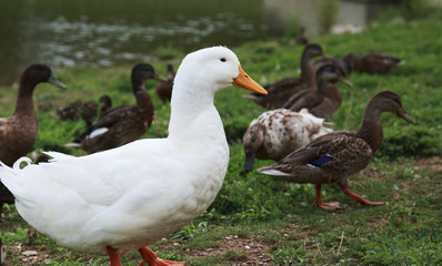 Naklejka na ściany i meble White and brown ducks walking near the pond