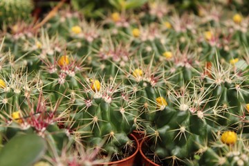 Ferocactus Gracilis in the garden