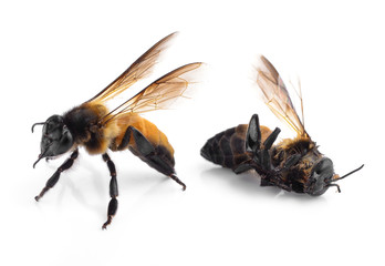 Bee isolated on white background.