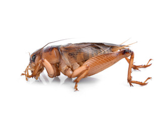 Cricket (Gryllus) on white background