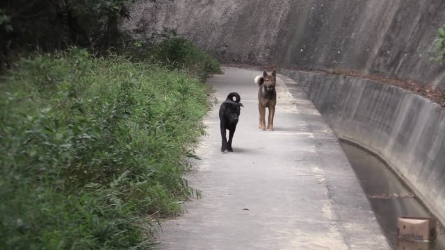 dog
