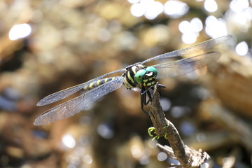 夏の渓流とオニヤンマ。トンボ。釜石　岩手　日本。8月下旬。