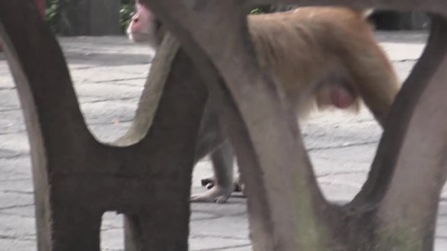 monkey