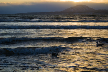 夕暮れ　波　海　海鳥　素材