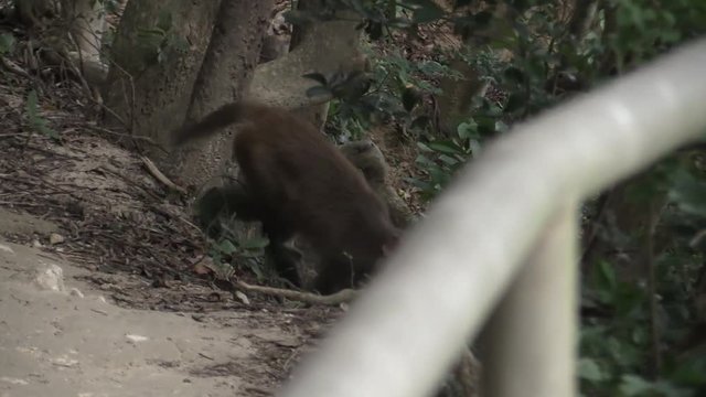 monkey