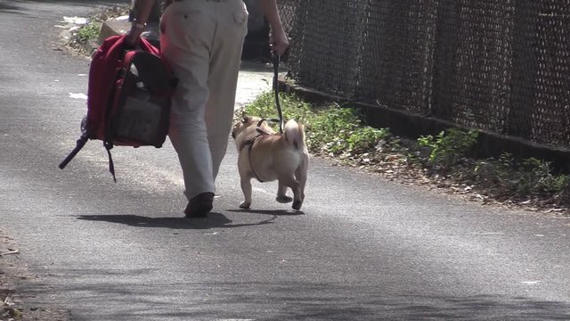 dog