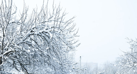 branches covered with snow,  winter
