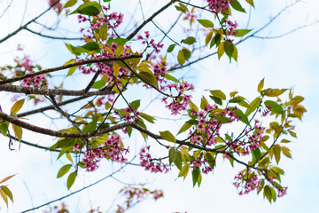 Beautiful pink cherry blossom, Prunus cerasoides