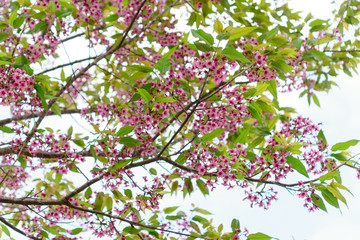 Beautiful pink cherry blossom, Prunus cerasoides