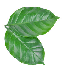 Obraz premium Green coffee leaves isolated on a white background.
