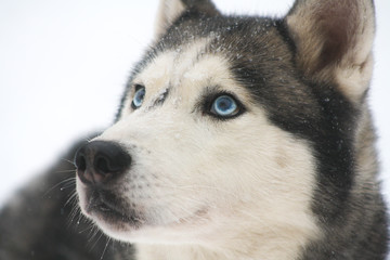 siberian in the snow