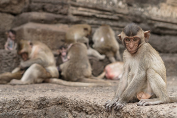 Group of monkeys in Thailand