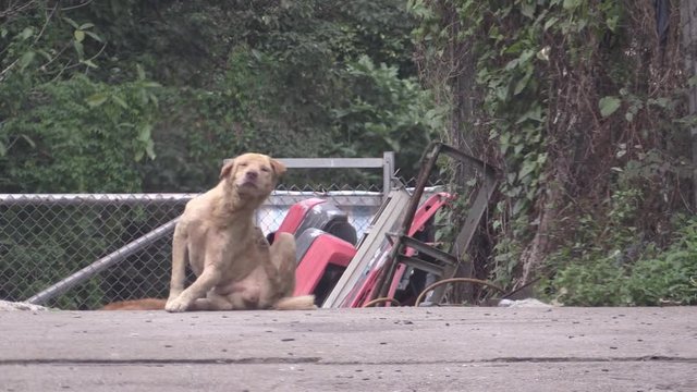 dog