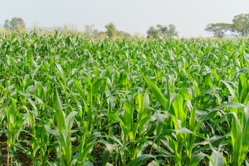 Green leaves of young corn in the field