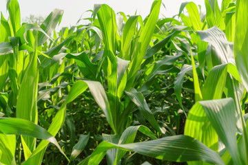 Green leaves of young corn in the field