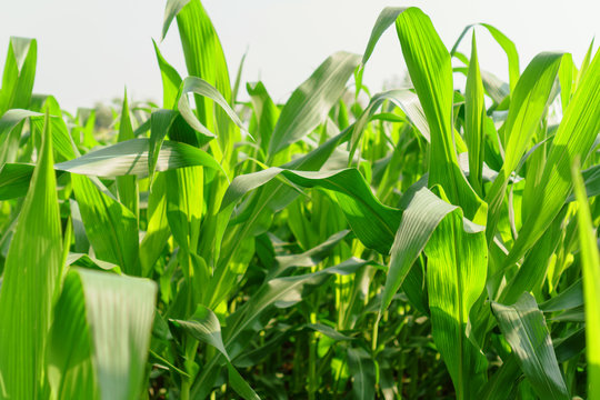 Green leaves of young corn in the field