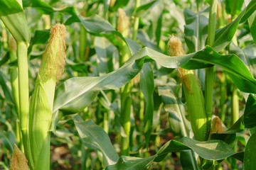 Green leaves of young corn in the field