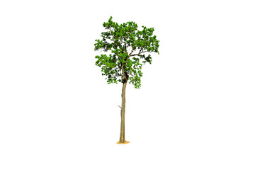 a tree with green leaves on white background isolated