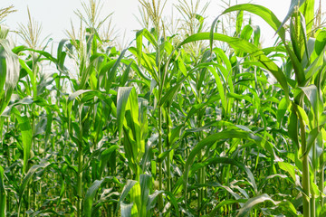 Green leaves of young corn in the field