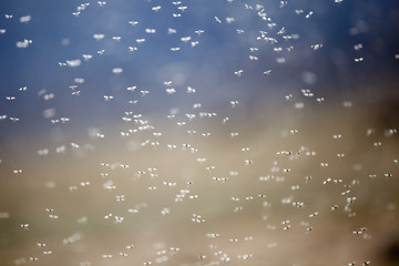 Thousands of small flies on Lake Bulunkul