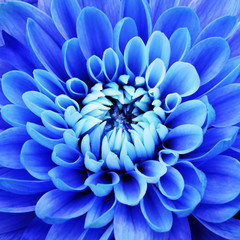 Blue flower petals