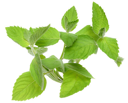 Sprig of leaf mint close-up isolated