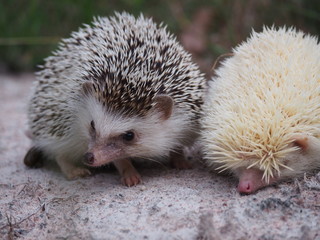 Black and white  hedgehog, small white hedgehog, cute hedgehog in the wild