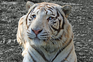 Parc des félins, tigre blanc sur fond noir et blanc