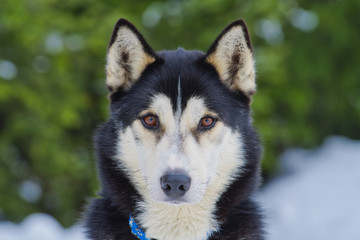 Siberian Husky dog portrait
