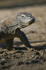 Obraz premium Dragon de Komodo