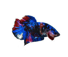  fighting fish on white background.