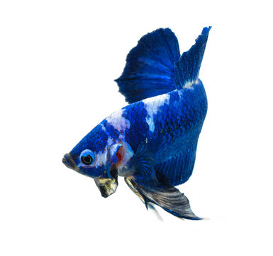 Blue fighting fish on white background.