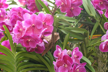 Obraz premium Purple orchid flowers