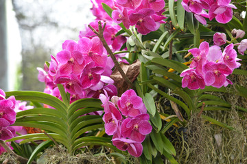 Purple orchid flowers