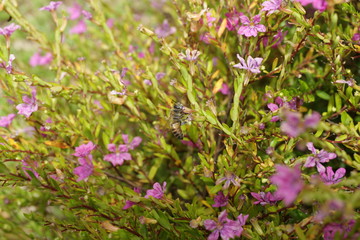 Obraz premium Bee & Pink Small Flower