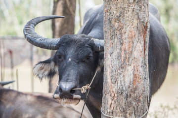 Asian buffalo  in Vietnam