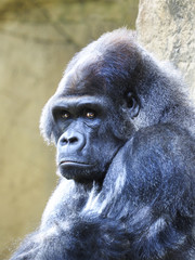 Obraz premium Closeup Portrait of a Male Silverback Gorilla,Looking at you
