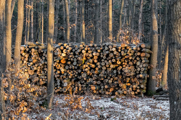 Woodpile in the frorest in wintertime