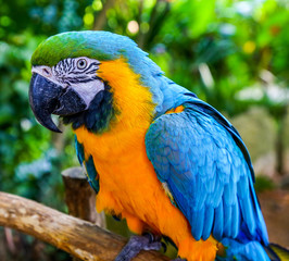 Obraz premium Blue-and-yellow macaw. Coloreful Macaw parrot