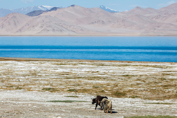 Nice view of Yak in Tajikistan