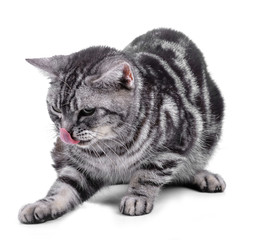 American Shorthair cat on white