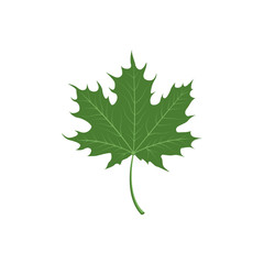 Green maple leaf isolated on white background. Vector illustration.