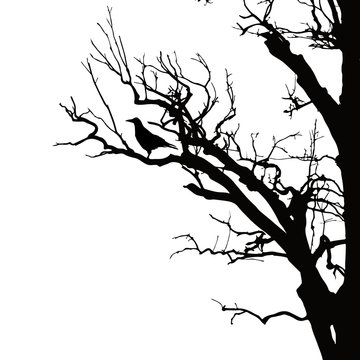 realistic vector silhouette of sitting raven on dry tree branch