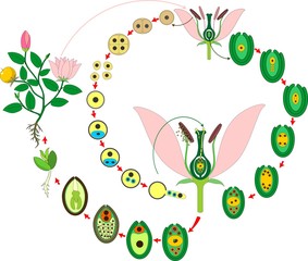 Life Cycle of flowering (Angiosperm) plant with double fertilization