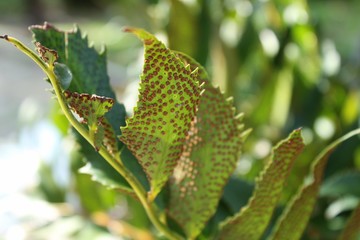 Beautiful fern leaves in the garden- Cyrtomium Falcatum