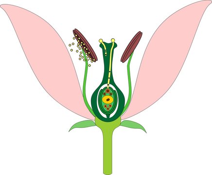 Parts of flower and double fertilization