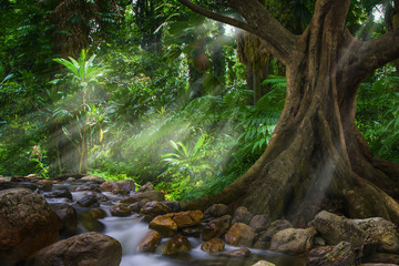 Asian tropical rainforest