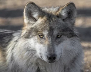 Papier Peint photo Loup Portrait agrandi de loup gris du Mexique