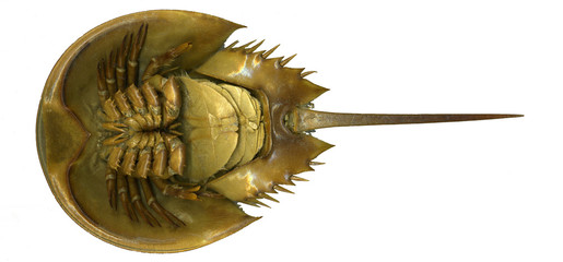 Horseshoe crab underside, white background